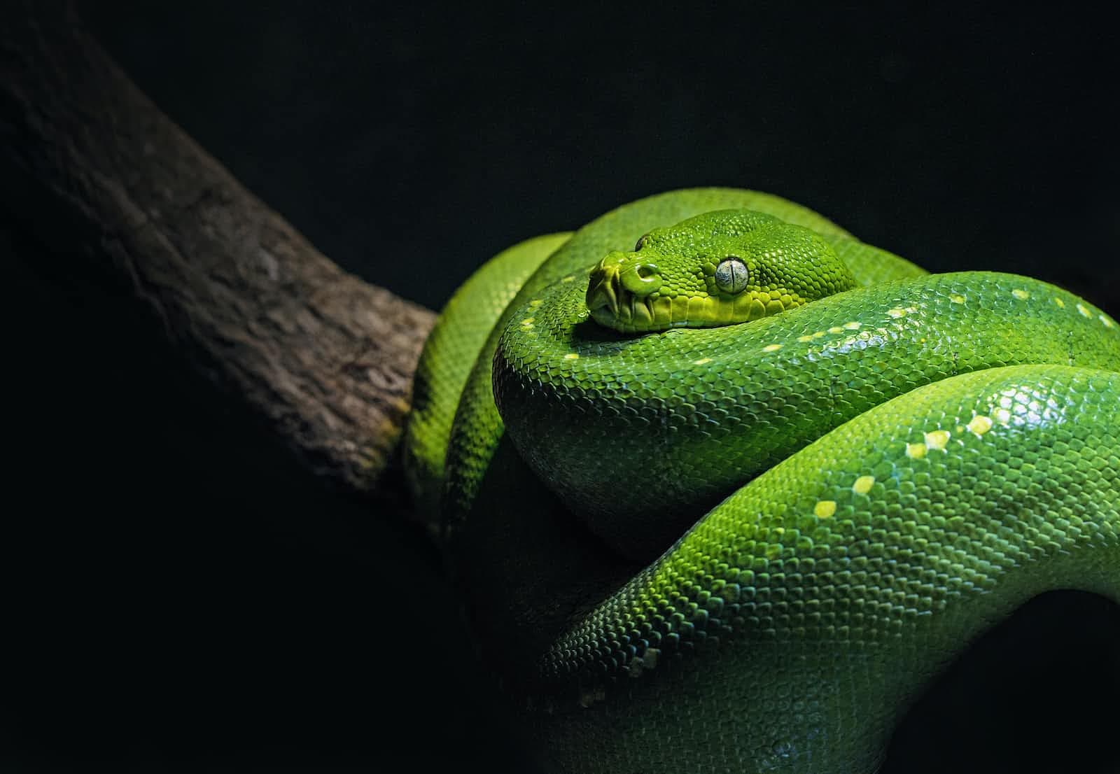 🐍 Entornos virtuales en Python usando Pipenv
